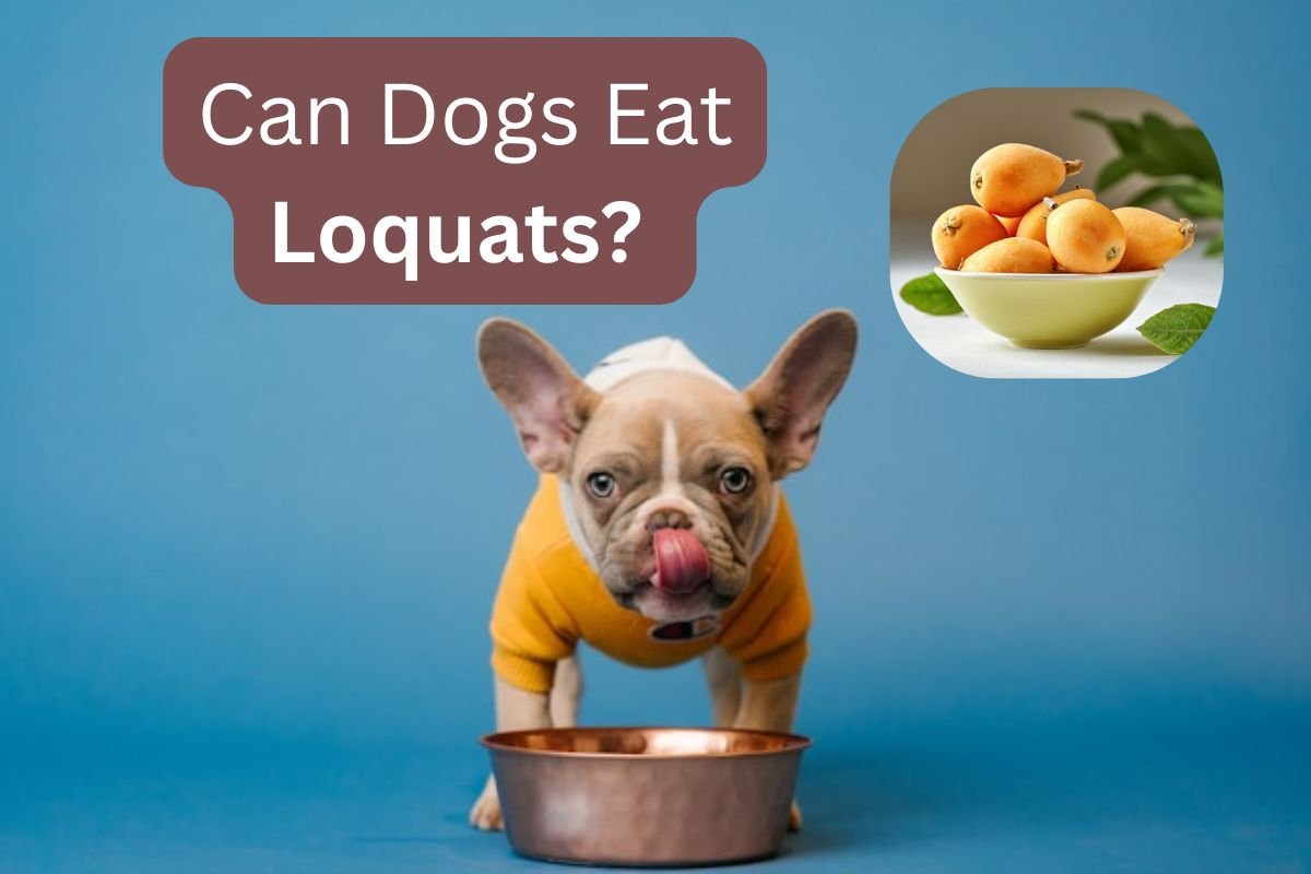 Can Dogs Eat Loquats? Safety, Seeds, Pits & What to Do